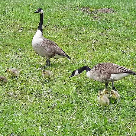 Apartment Domizil Xanten