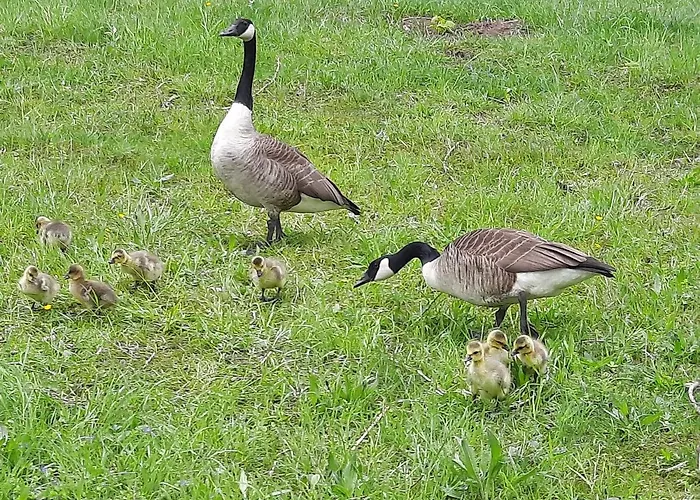 Lejlighed Domizil Xanten